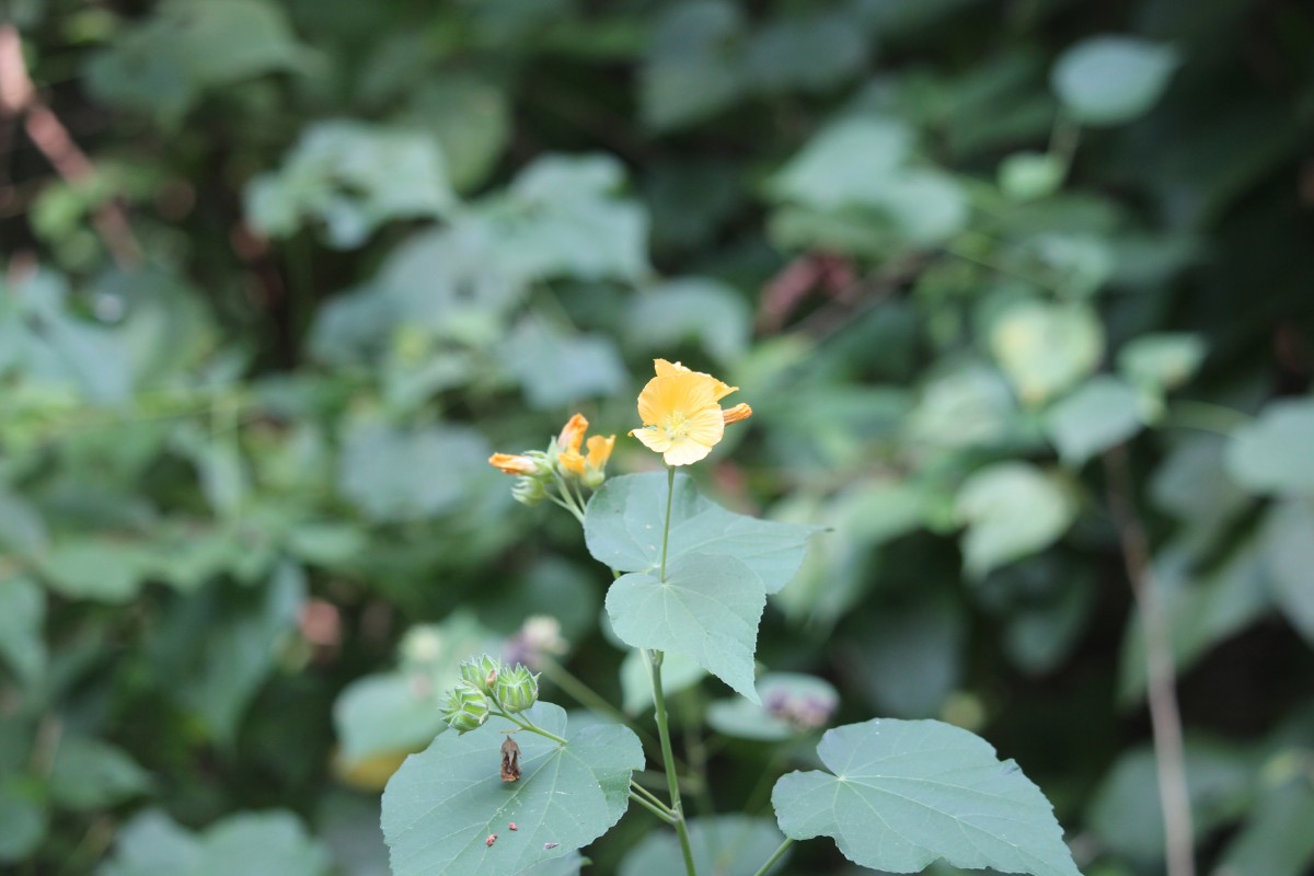 Abutilon subumbellatum Philcox